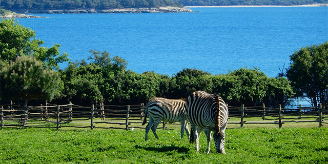 Bruniji Safari, Bruniji Islands, Croatia